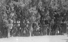 חורשת אקליפטוס לפני בית הספר אליאנס שהיה המפקדה הקדמית של האצ"ל בכיבוש יפו
